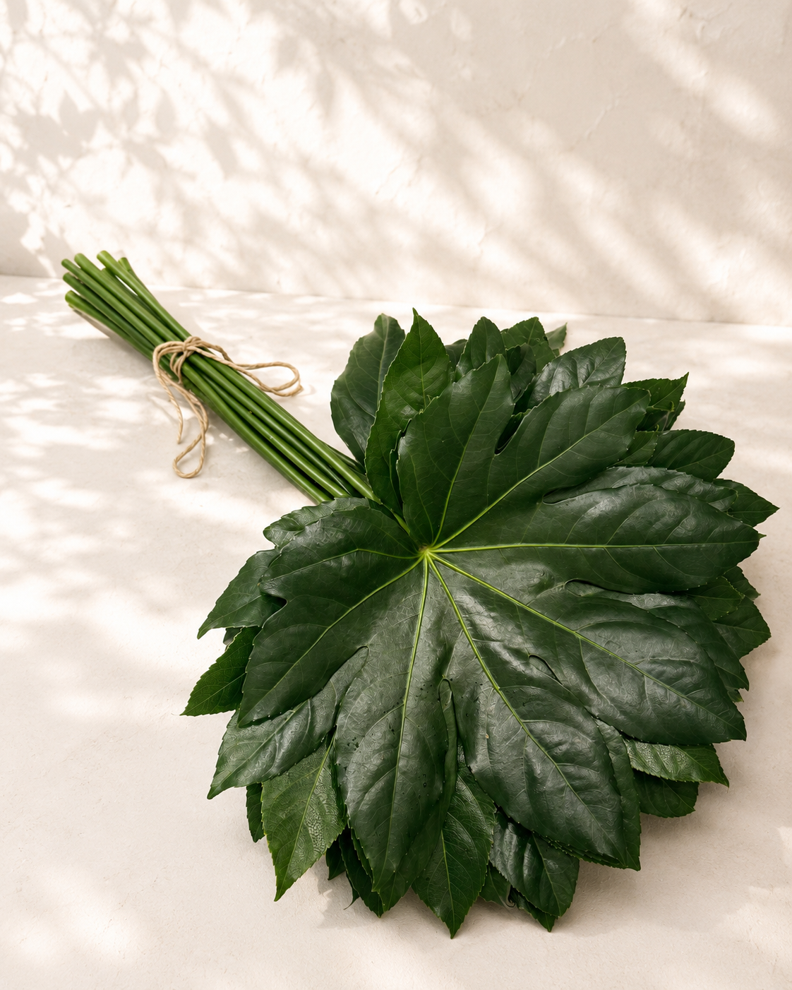 Aralia Green – Follaje Tropical para Arreglos