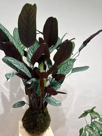 Kokedama Calathea