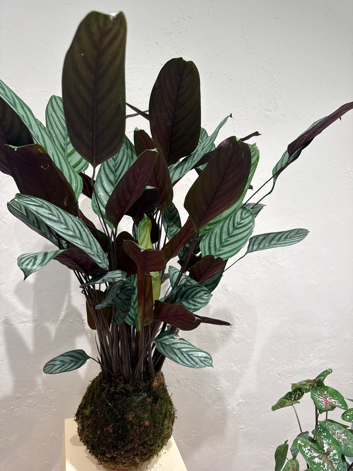Kokedama Calathea