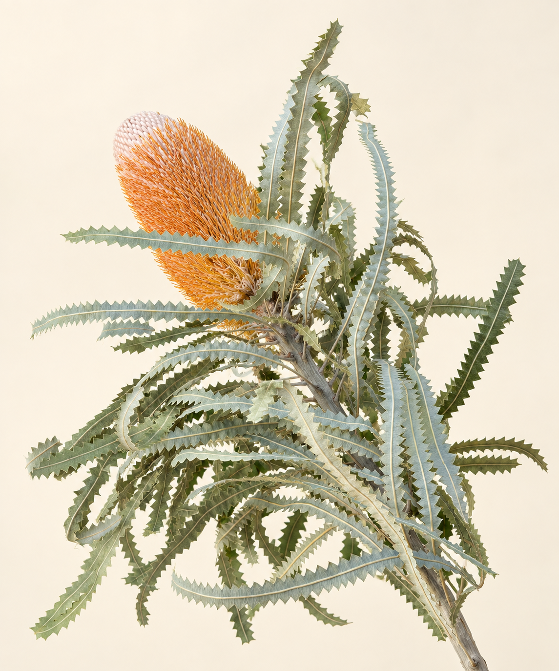 Protea Banksia Natural Speciosa 50cm