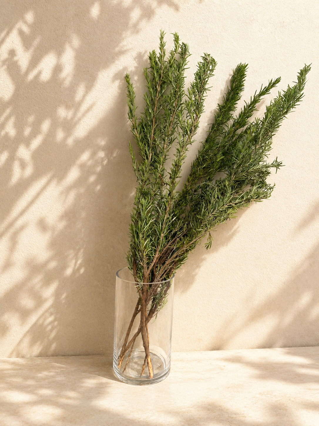 Rosemary– Follaje Aromatico