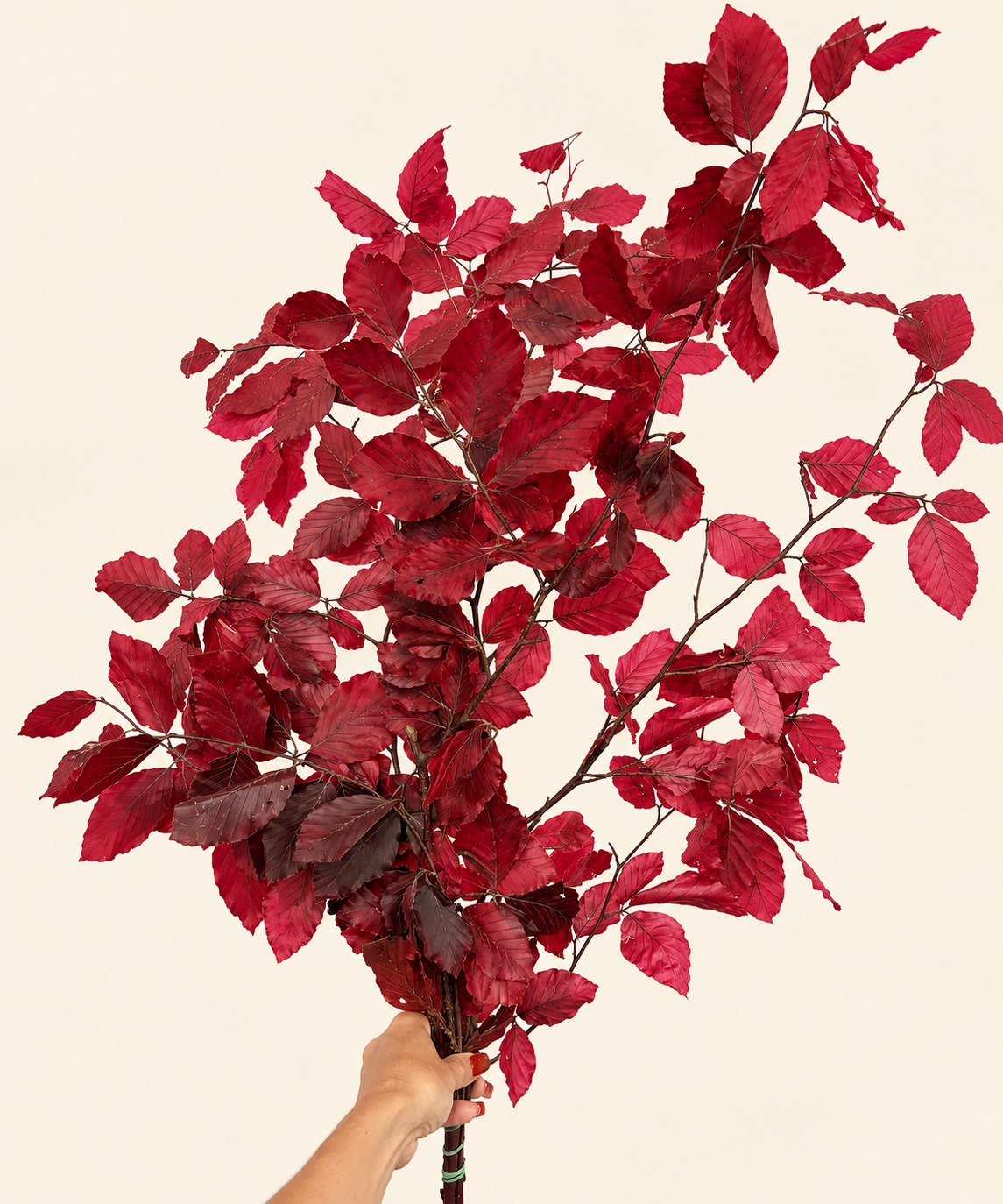 Copper Beech Hot Pink (Preserved)
