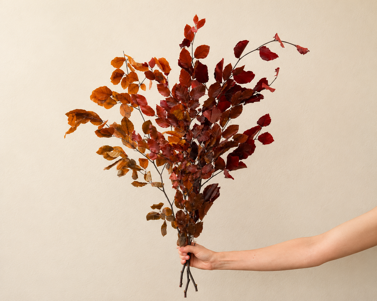 Copper Beech