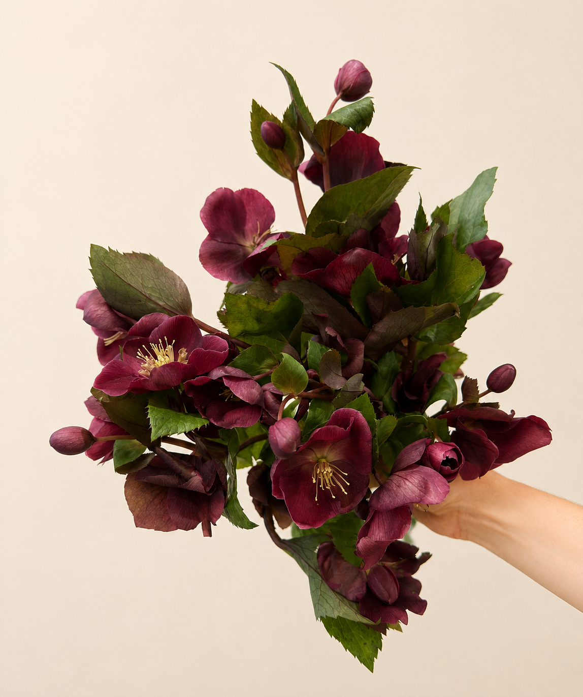 Hellebores Pink Antique MARARI