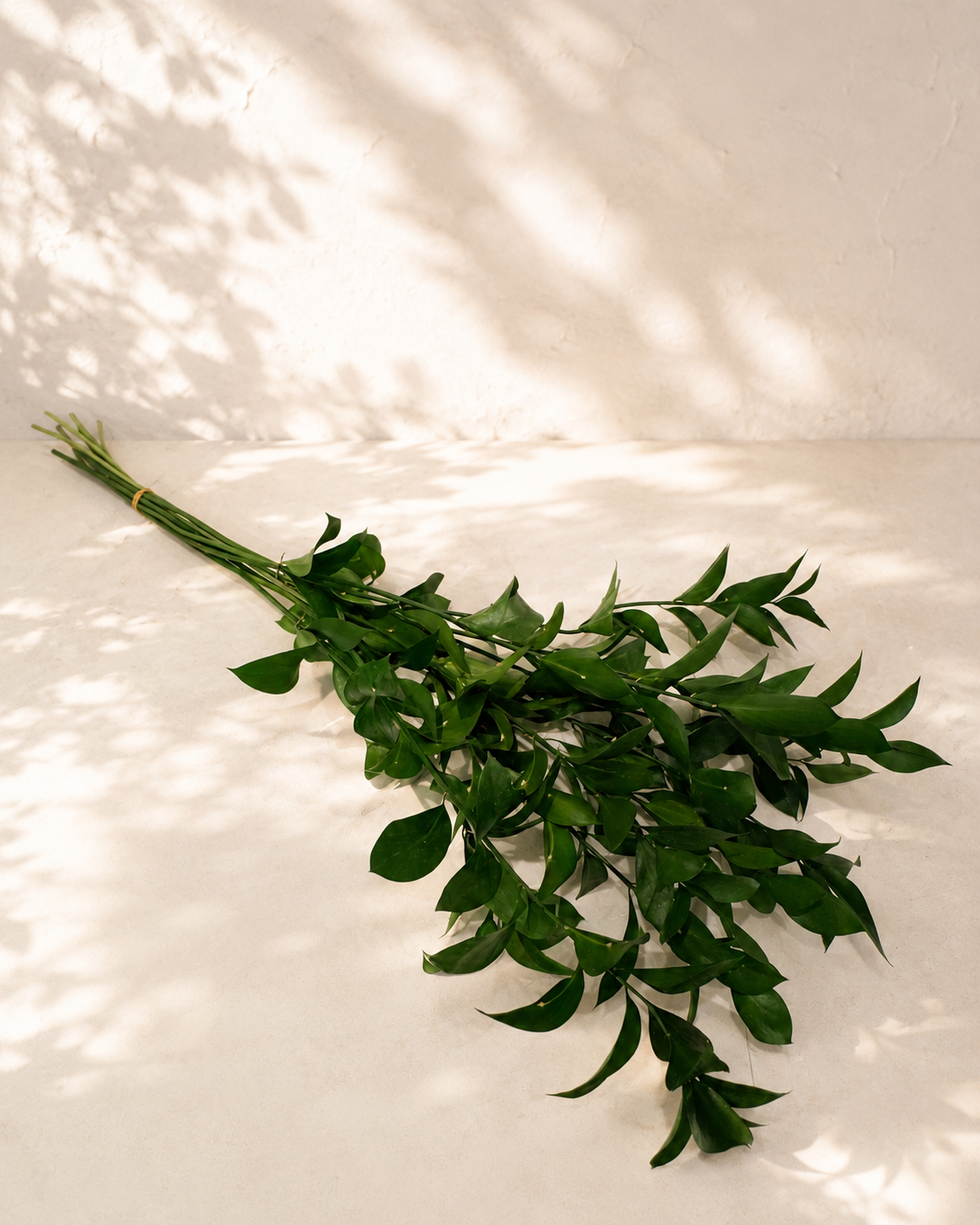 Ruscus Israeli – Follaje Oscuro y Duradero