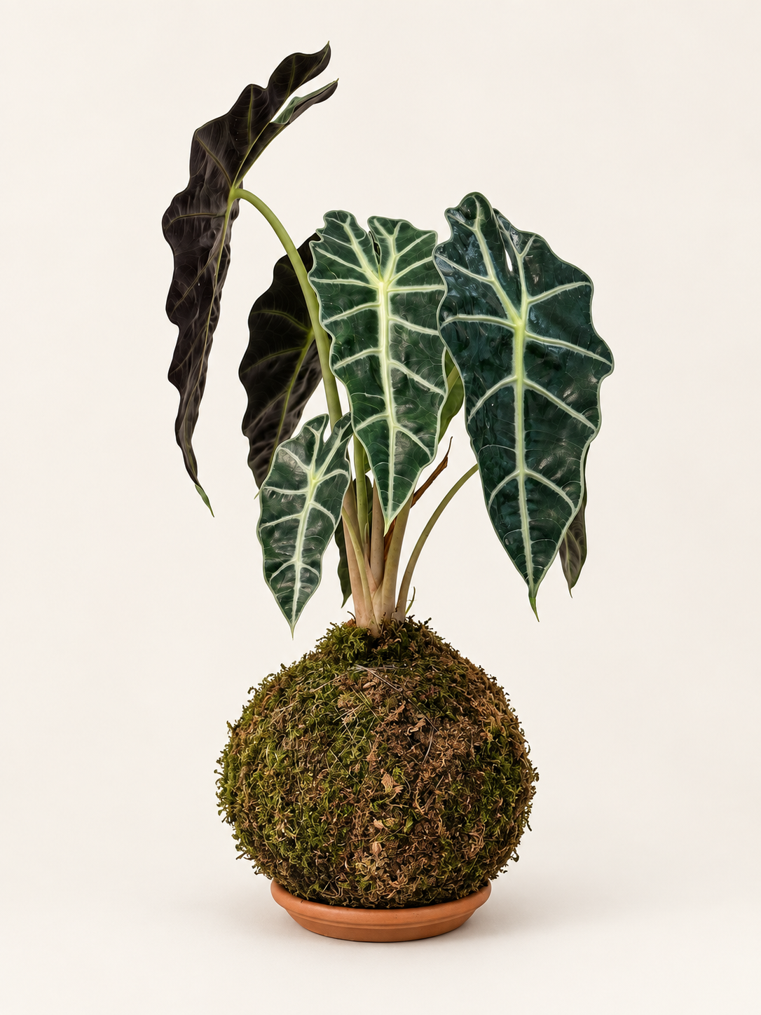 Kokedama Cara de Caballo