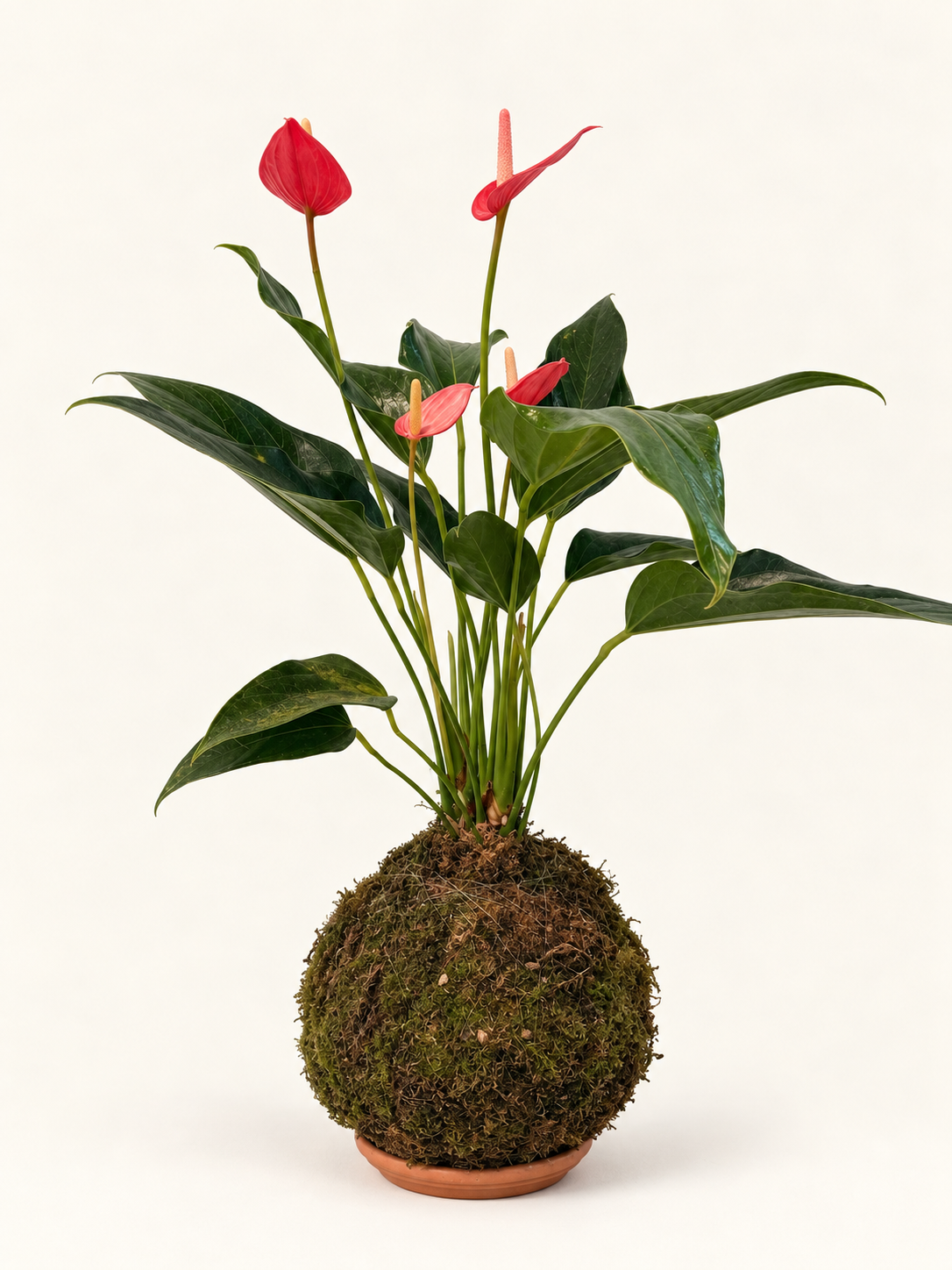 Kokedama Anturio