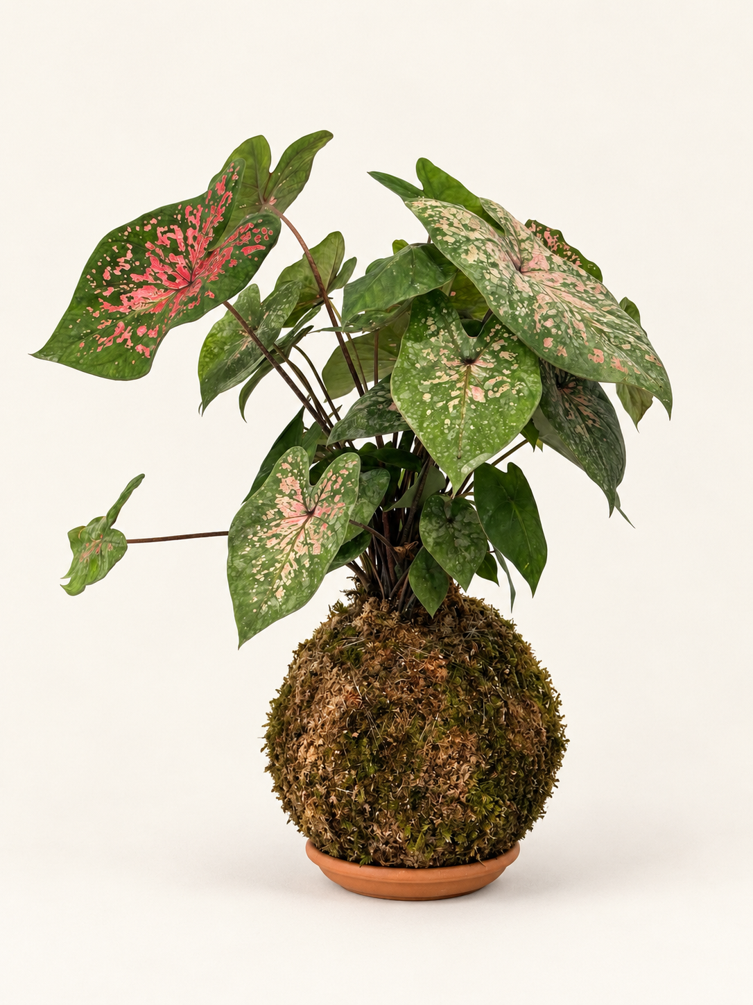 Kokedama Caladium