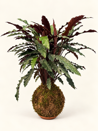 Kokedama Calathea