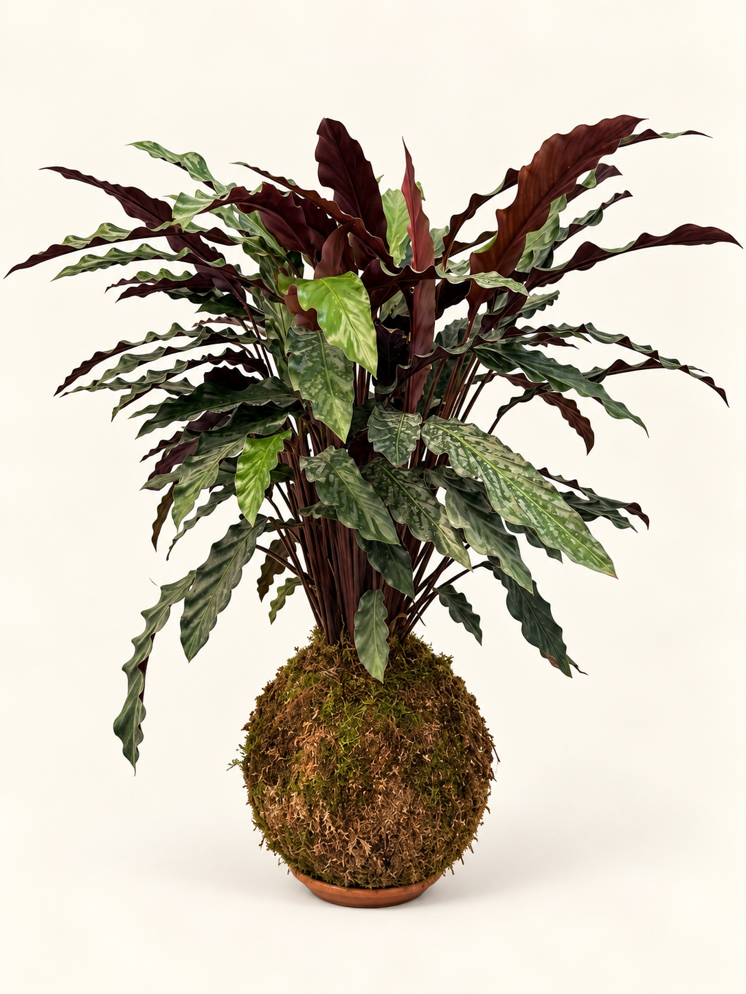 Kokedama Calathea