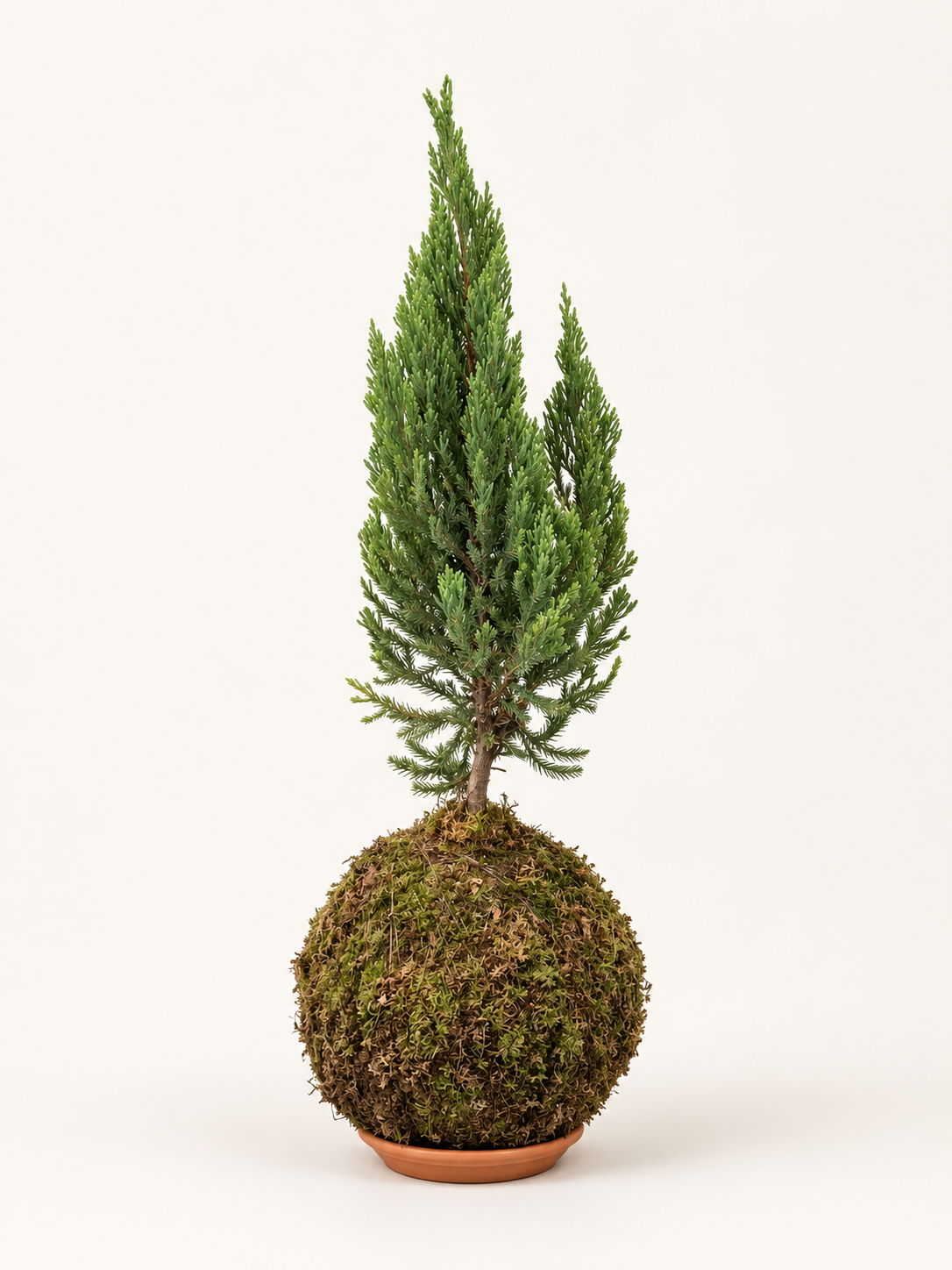 Kokedama Cypress
