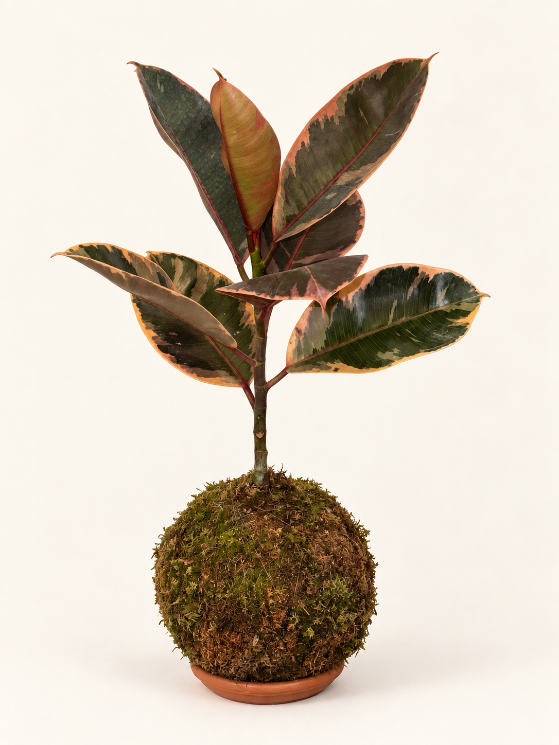 Kokedama Ficus Palo de Goma Variegado