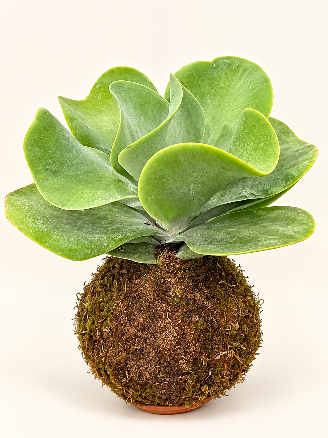 Kokedama Kalanchoe