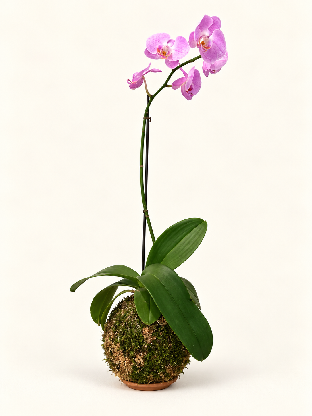Kokedama Orquídea Phalaenopsis