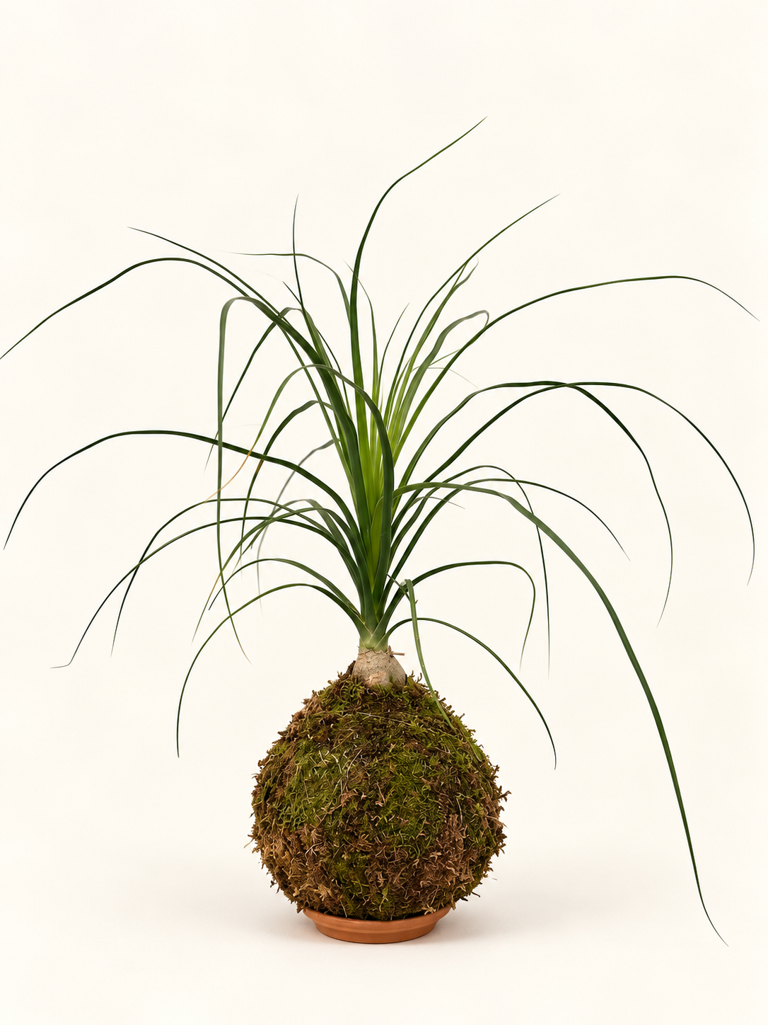Kokedama Ponytail