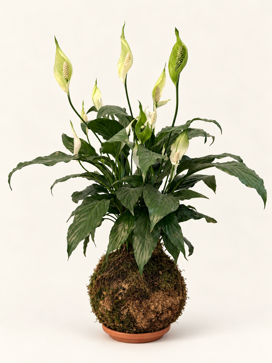 Kokedama Lirio de Paz