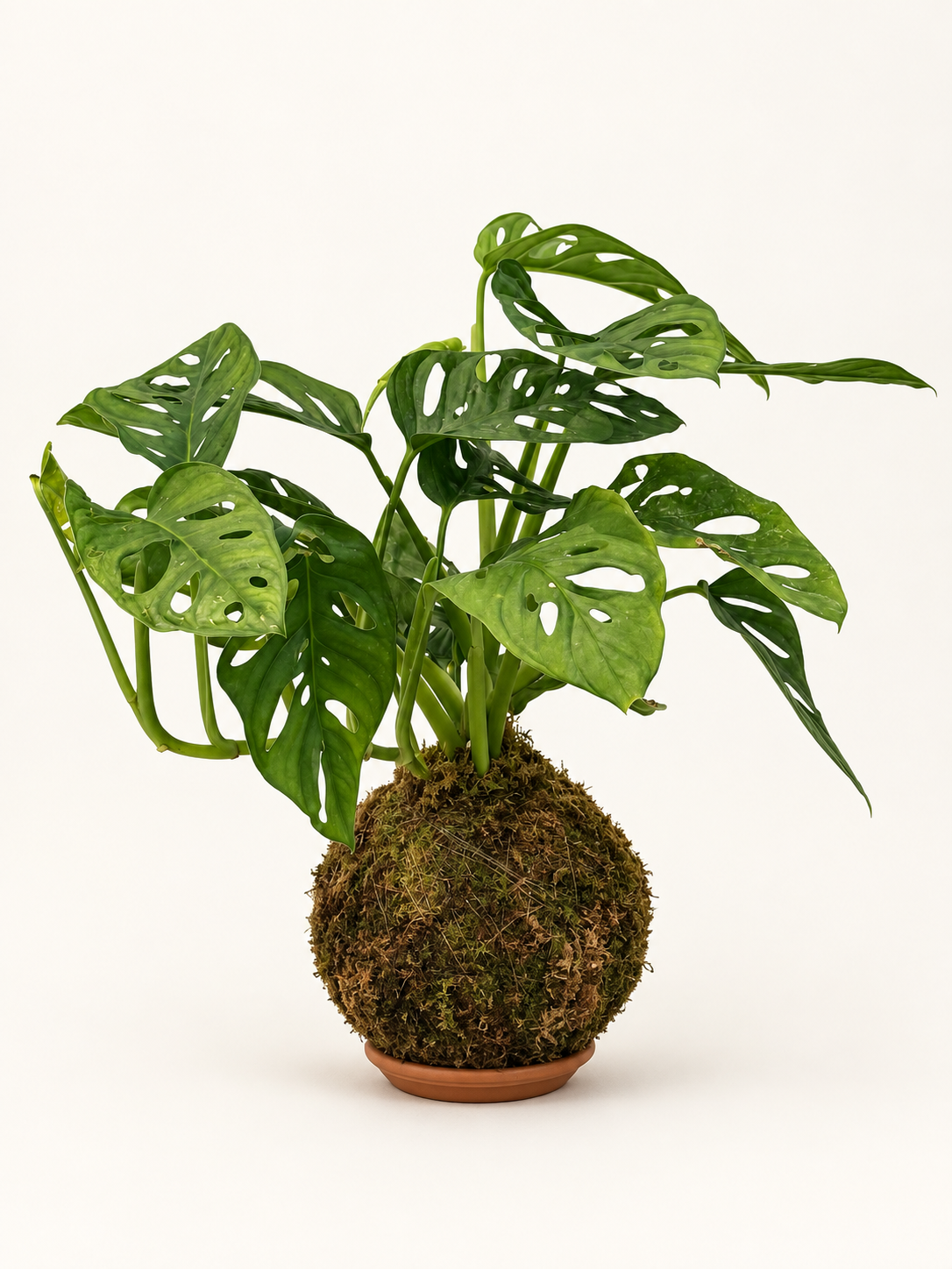 Kokedama Swiss Cheese