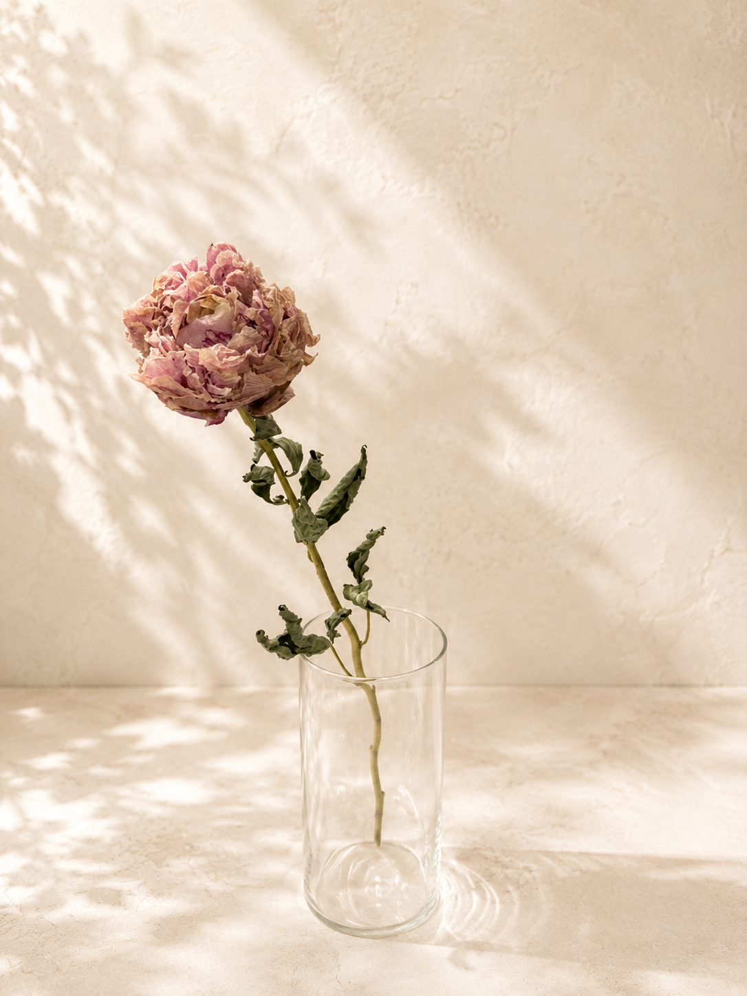 Peony Dried