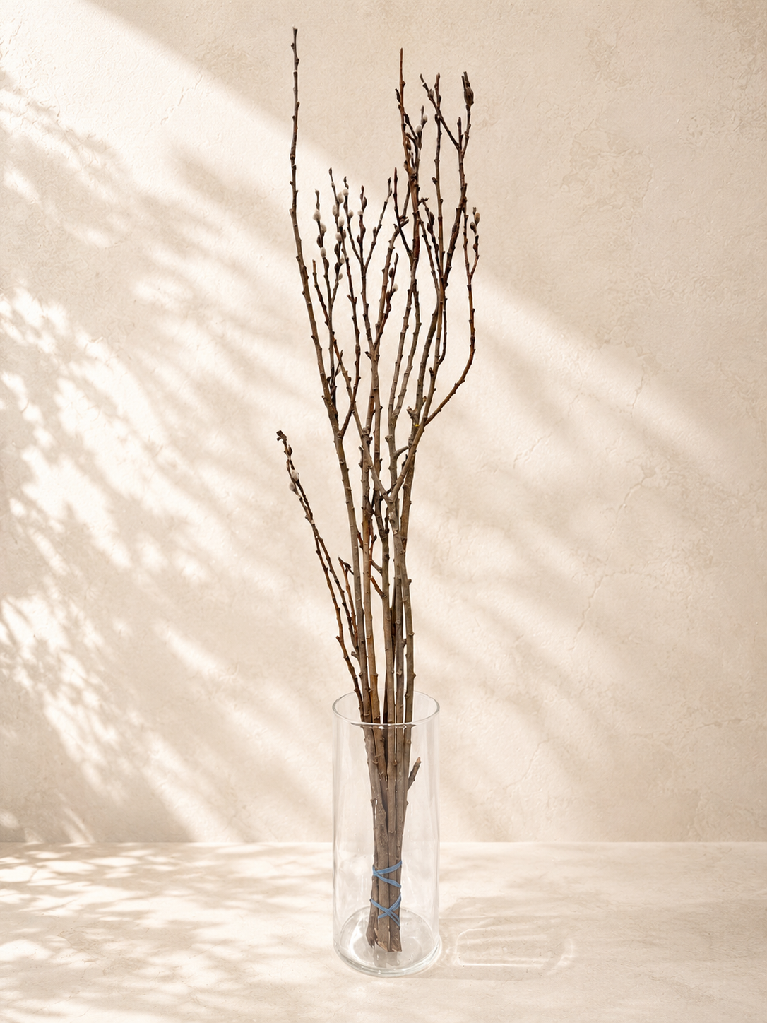 Pussy Willow