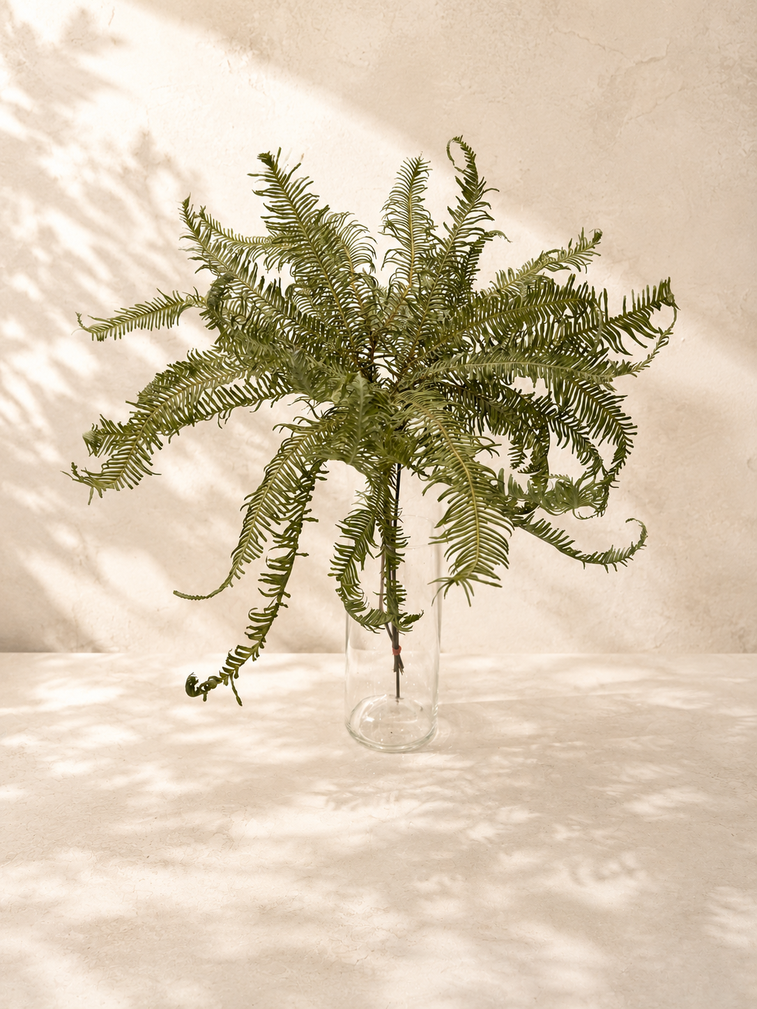 Umbrella Fern