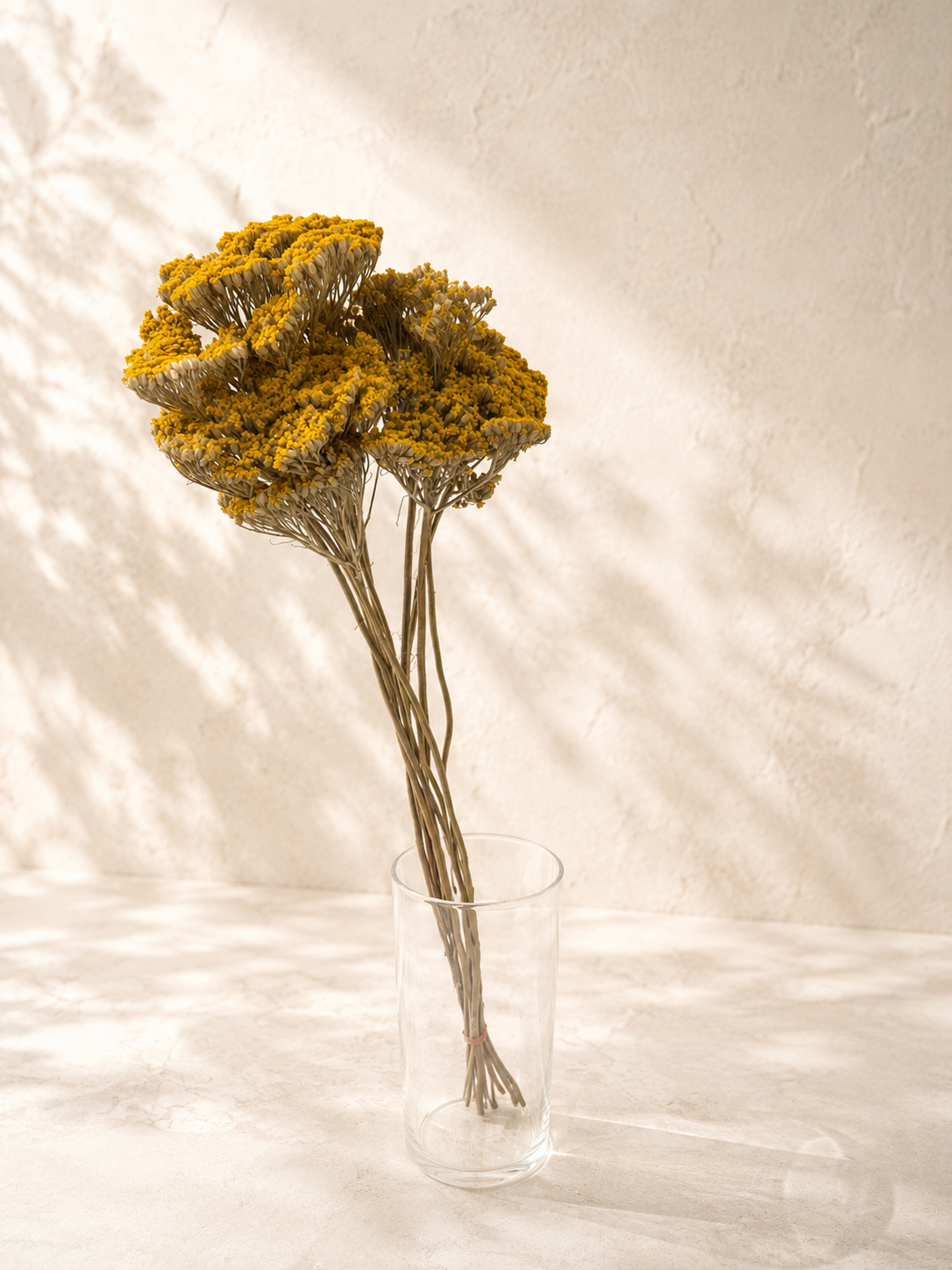 Yarrow